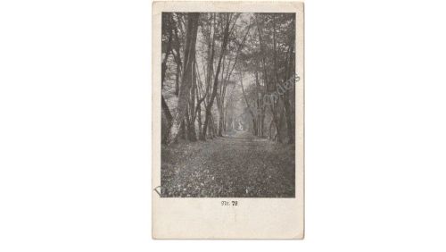 Germany WWI Propaganda Postcard Trees by the Sides of the Road, Occupied France